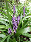 Liriope Royal Purple